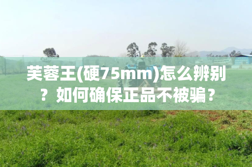 芙蓉王(硬75mm)怎么辨别？如何确保正品不被骗？